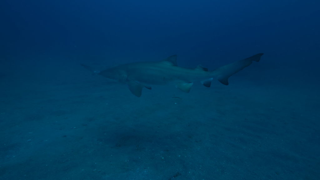 74dd4e19-e9c3-4f9e-9782-1deef943ce94