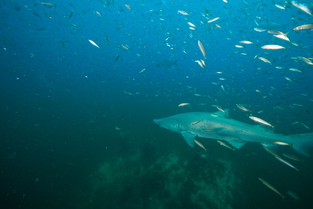 1b31c05e-bcb0-45fc-85fc-c82451ba9a1a