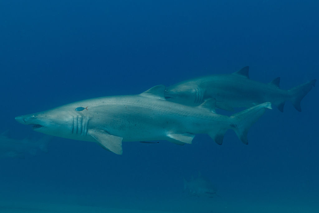 5cdbfab7-82e7-4b60-84b9-1e8b1ed4cc57