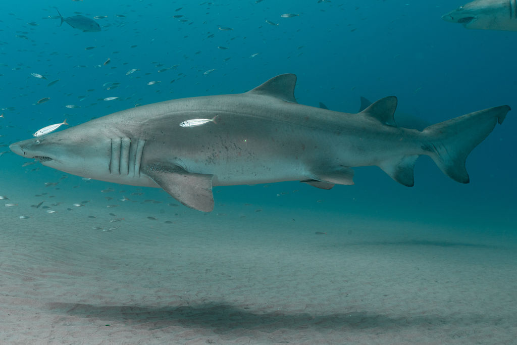 5cdbfab7-82e7-4b60-84b9-1e8b1ed4cc57