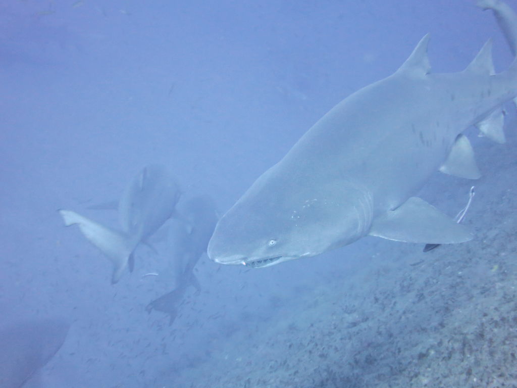 2e9a85db-3b10-4a36-b434-a2034b7db4ef