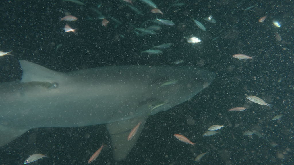 ebc566e9-edcd-4cb8-84a4-9f908948419f