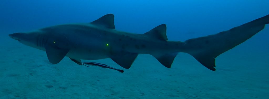 fdbdac00-6a54-4a29-99aa-5ae94d472720