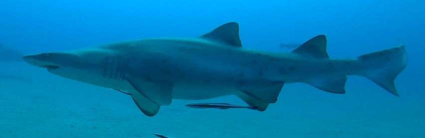 fdbdac00-6a54-4a29-99aa-5ae94d472720