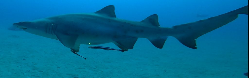 fdbdac00-6a54-4a29-99aa-5ae94d472720