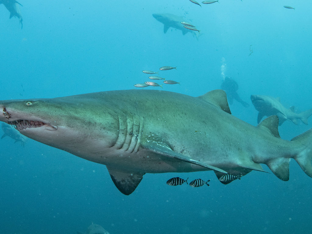 31a7cbe1-8bae-4502-8279-bee3c5ee5a4c