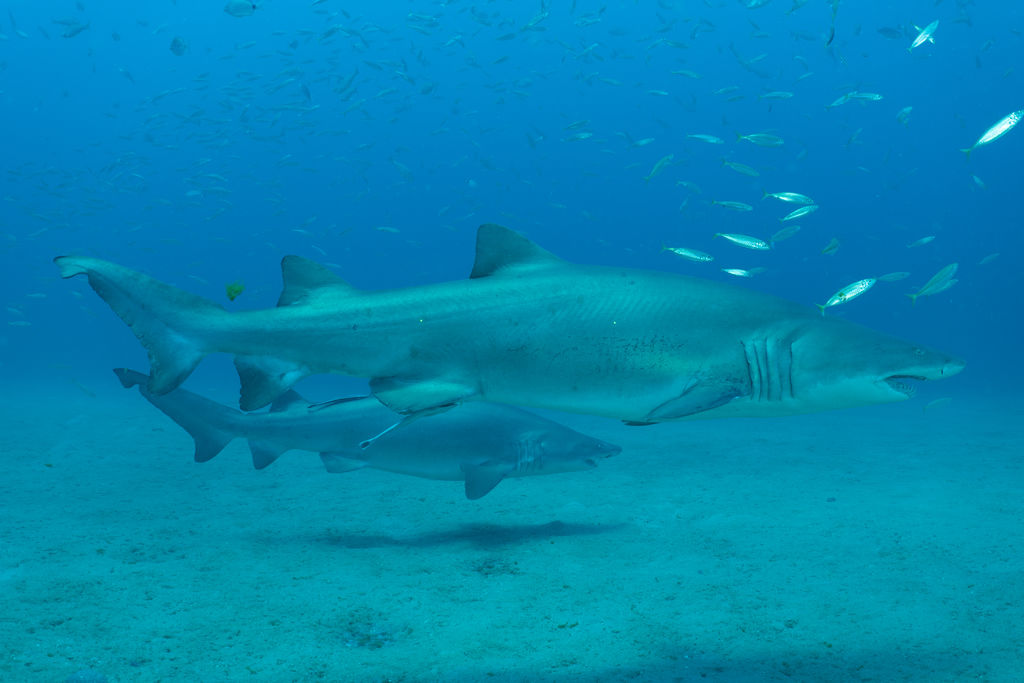 1cfb093b-62c0-4ae5-8764-493362668d7e