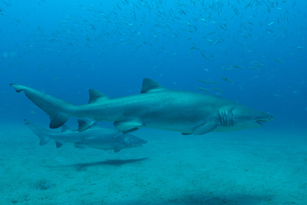 1cfb093b-62c0-4ae5-8764-493362668d7e