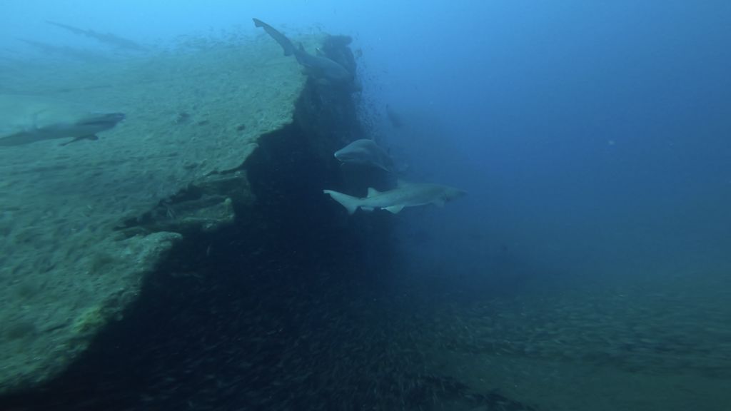 23f0d7af-53d2-4c37-bbfa-cd0a98f5dd93