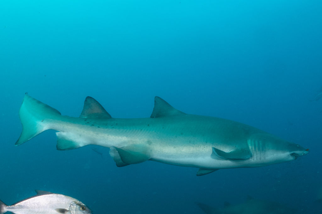 3a129dec-2961-479e-96b8-b2fa84edf999