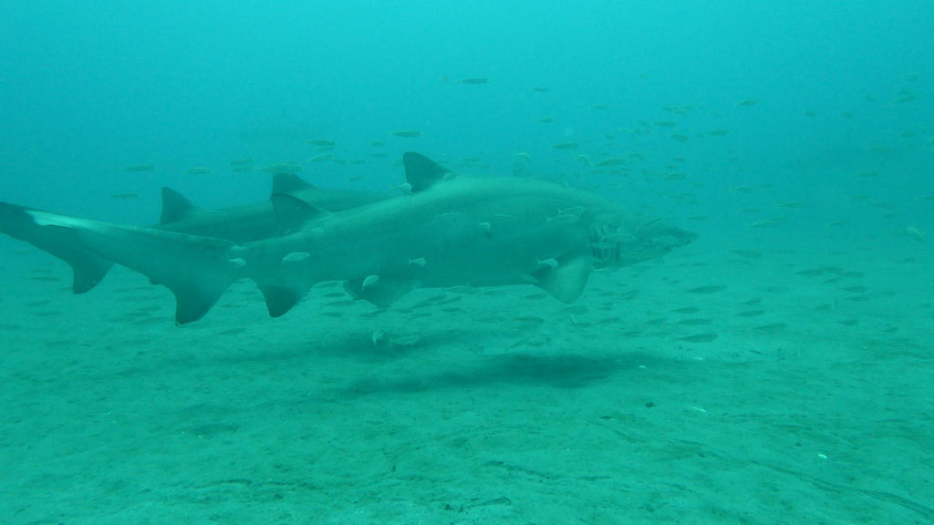 302be0e6-0d31-414a-9609-06f2d972d67d