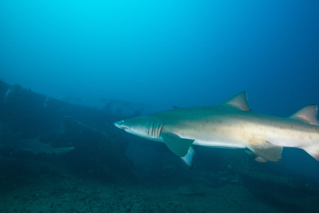 1beb2640-d5b8-4d57-a0cd-5eeff247ae4a