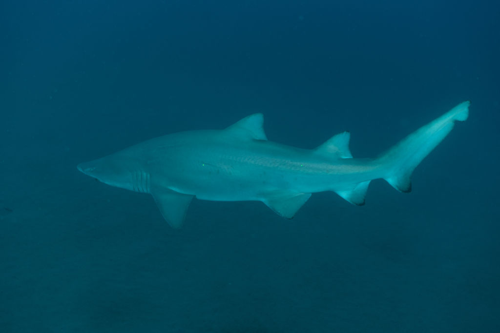 f1c725f7-01a3-4c09-b133-5a084d9392ba