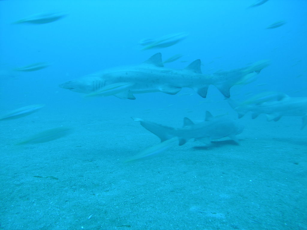 536856cf-0e10-443e-a050-8388de724fbc