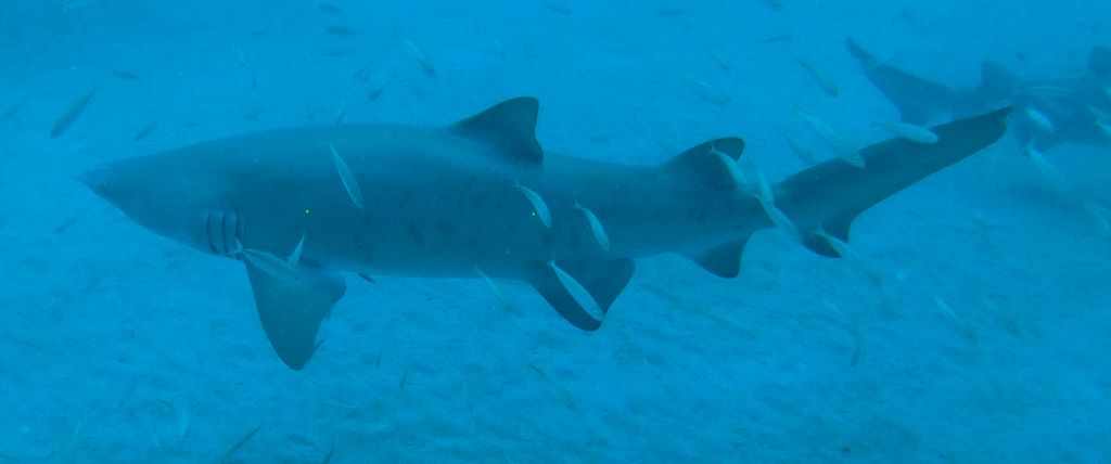 8e72ebdb-10b5-4c67-8e34-6ef4e49592cb