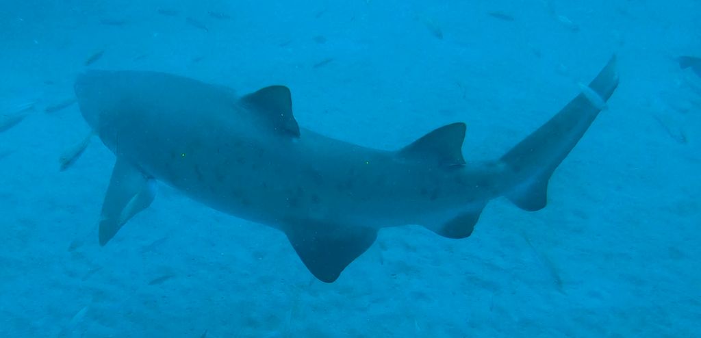 8e72ebdb-10b5-4c67-8e34-6ef4e49592cb