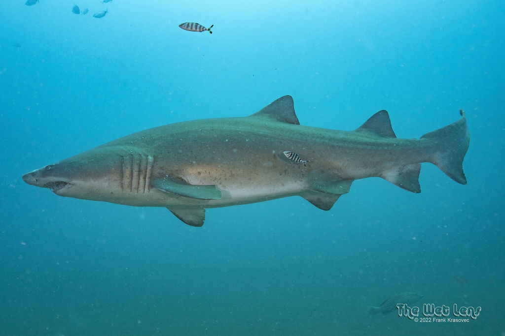 dbfff96e-c696-4123-83e2-033093e6a813