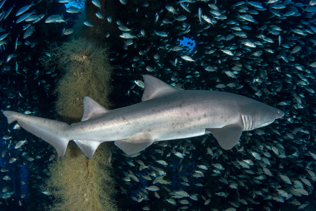 282056c4-8264-4555-8202-d33314965fff