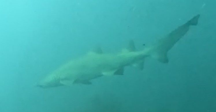 f16caf09-99ad-4d93-a541-194f1528833d