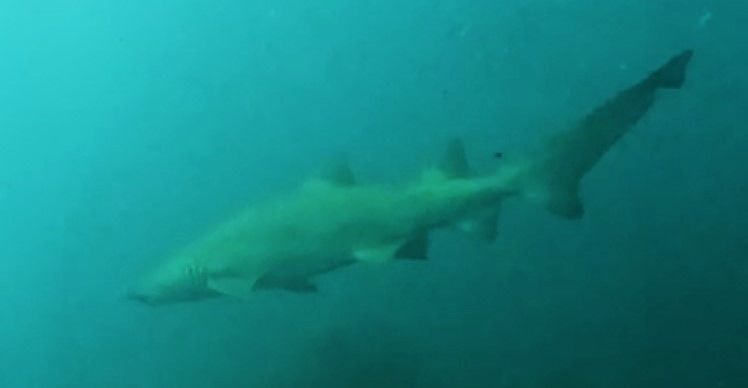 f16caf09-99ad-4d93-a541-194f1528833d