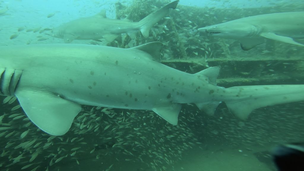 66ad228d-6ee0-4428-8990-fef71edf7d25