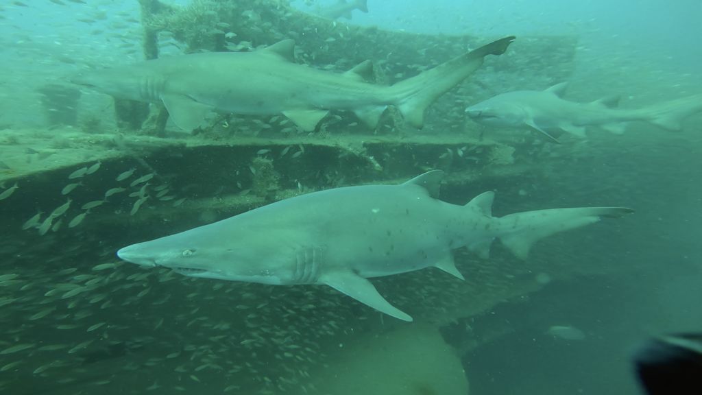 66ad228d-6ee0-4428-8990-fef71edf7d25