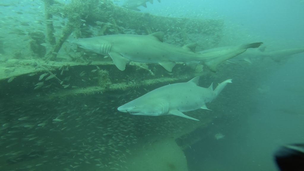 66ad228d-6ee0-4428-8990-fef71edf7d25