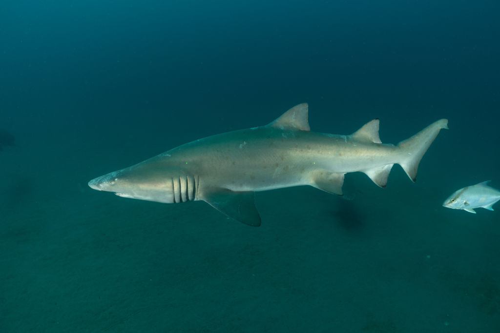 f4548d8d-8099-4727-84f5-f40231cfd6ef