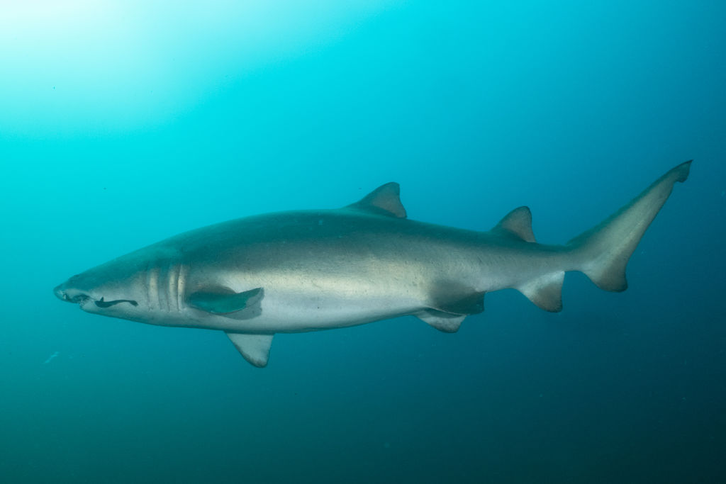 c8bda81d-d42f-42ea-9274-63e08a74581a