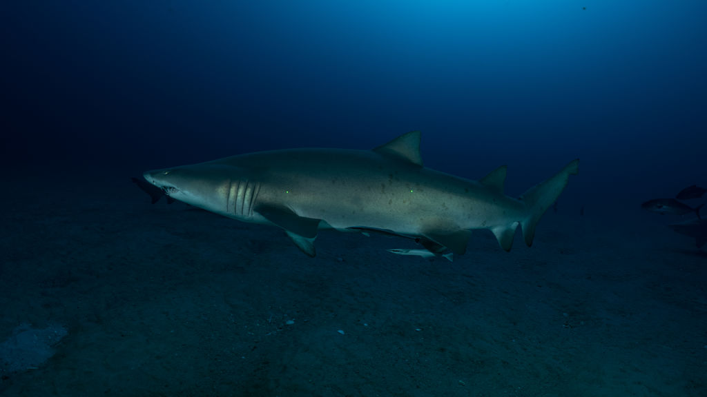 c460a527-f194-4214-b185-068d01e8b67c