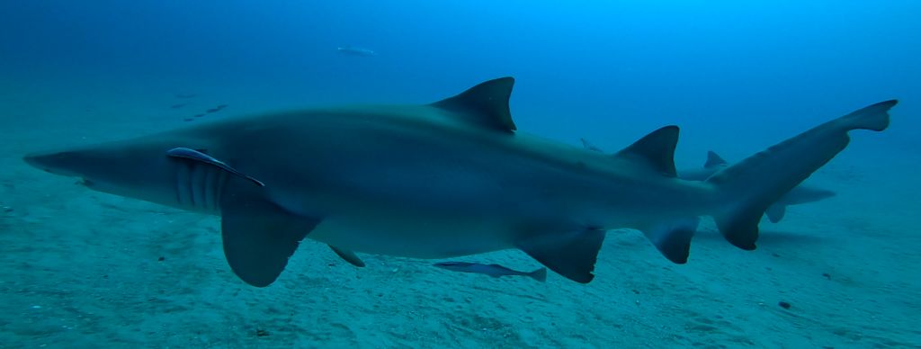 7457ea91-4928-4b16-87a6-e73ca5422417