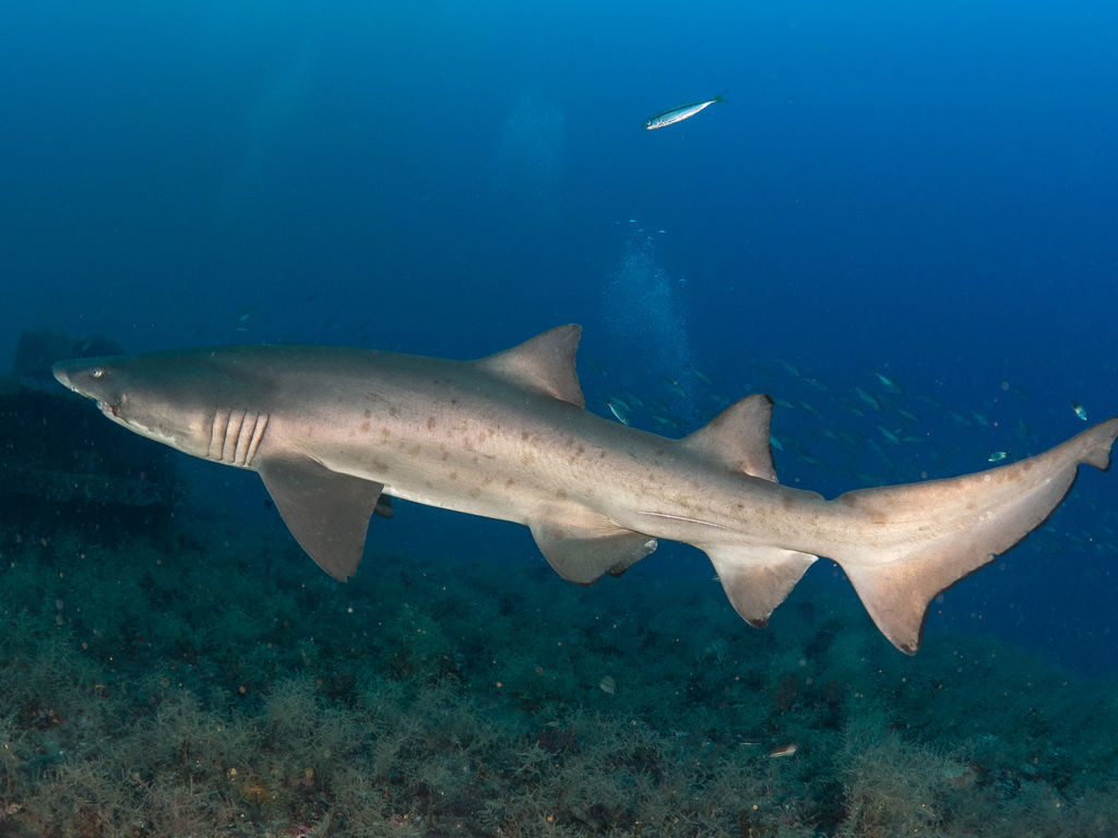 229a0cfb-218e-4505-89a7-6e46c0a6211f