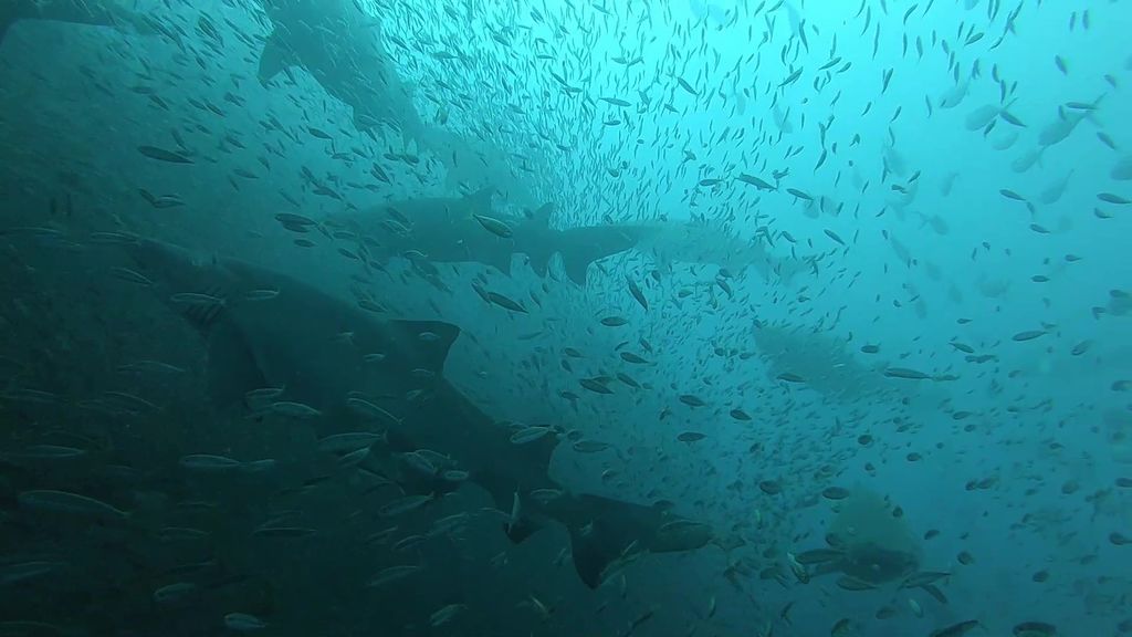 63ac9f55-d587-49cc-9f54-636e68da4568