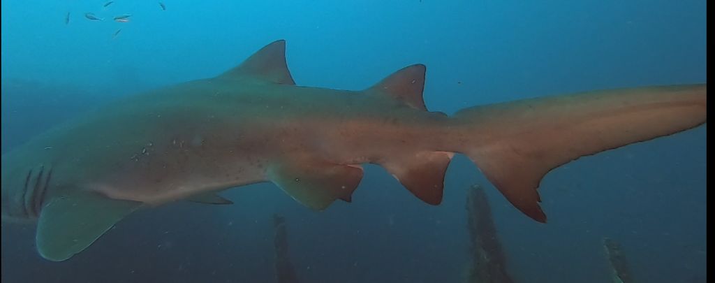 8e31bb33-7b9d-421a-a968-d5e128fe6433