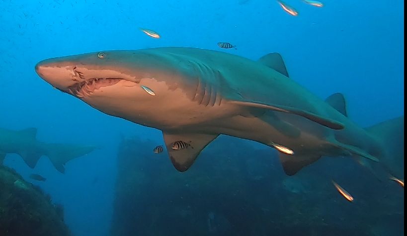 8e31bb33-7b9d-421a-a968-d5e128fe6433