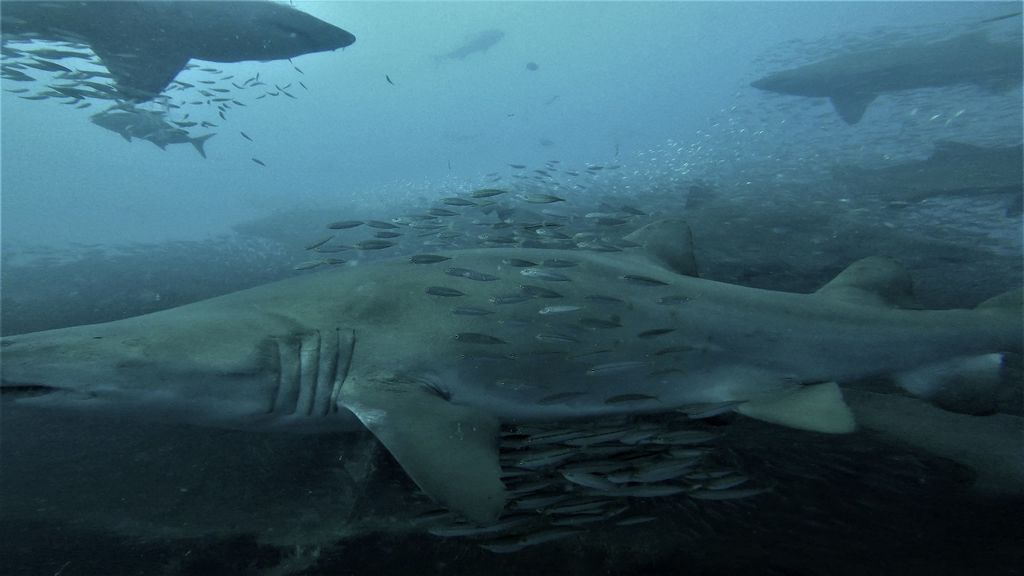 8299fb3c-633f-4f50-ad5c-c7a0b1472312