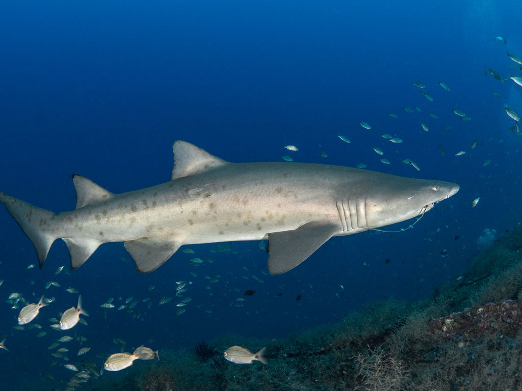 47be0dea-79fd-46dc-807c-5b176d6f5006