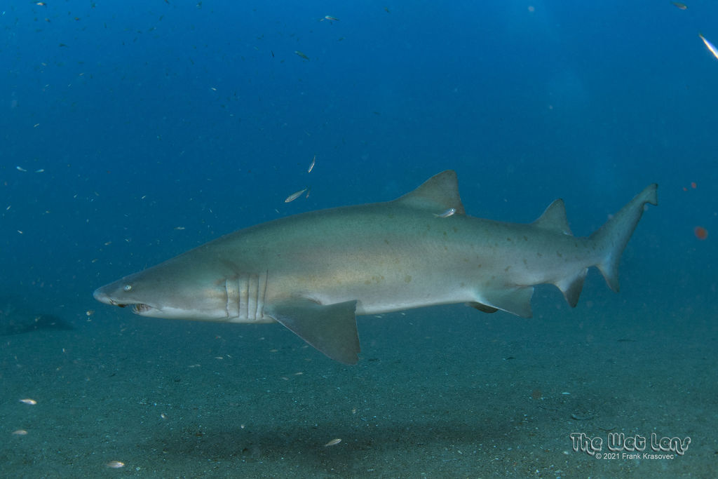 09235379-d59a-4c12-8155-569310eff2cd