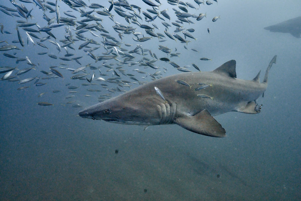 3fe66c3b-be52-4edf-9532-9e45ed2be2bd