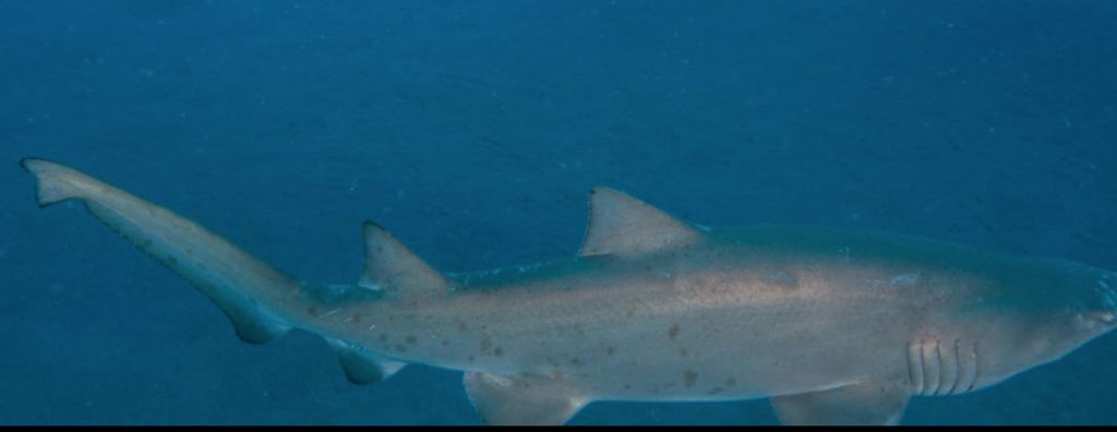 8d455049-38f1-4044-9f2f-bc77e6dadd49