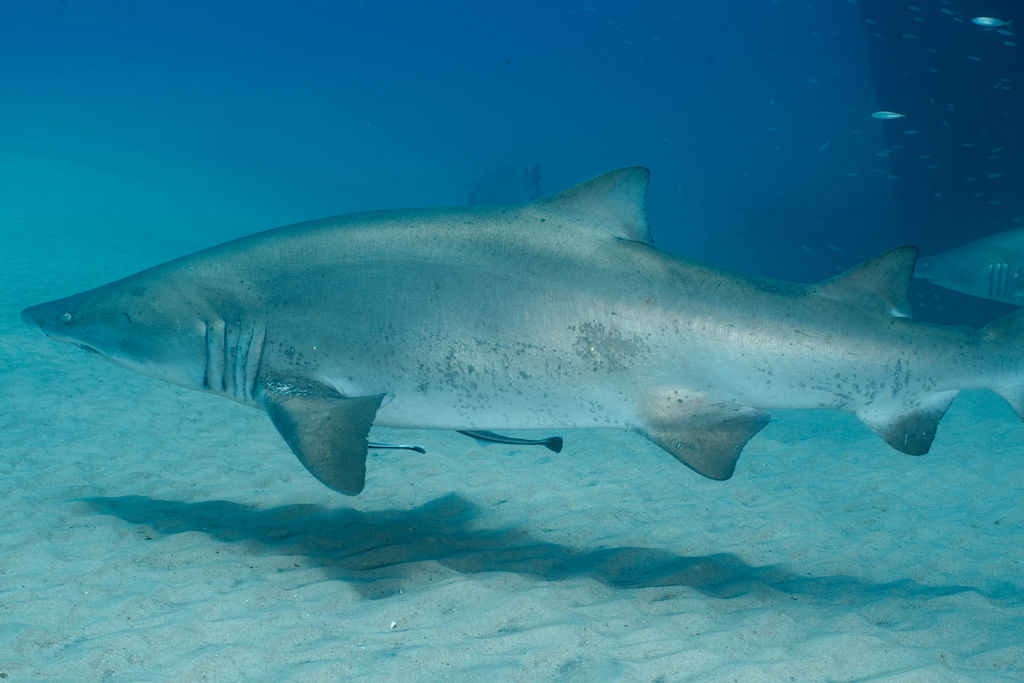 1c4f98c4-aba4-40d7-8fbe-977d0a0357c5