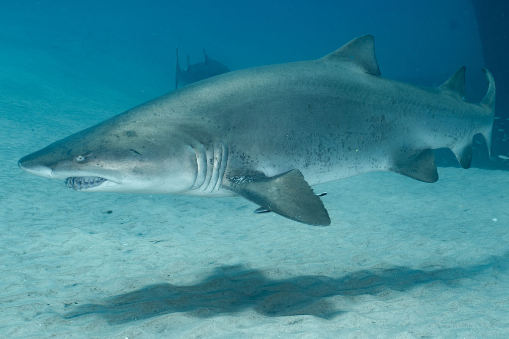 1c4f98c4-aba4-40d7-8fbe-977d0a0357c5