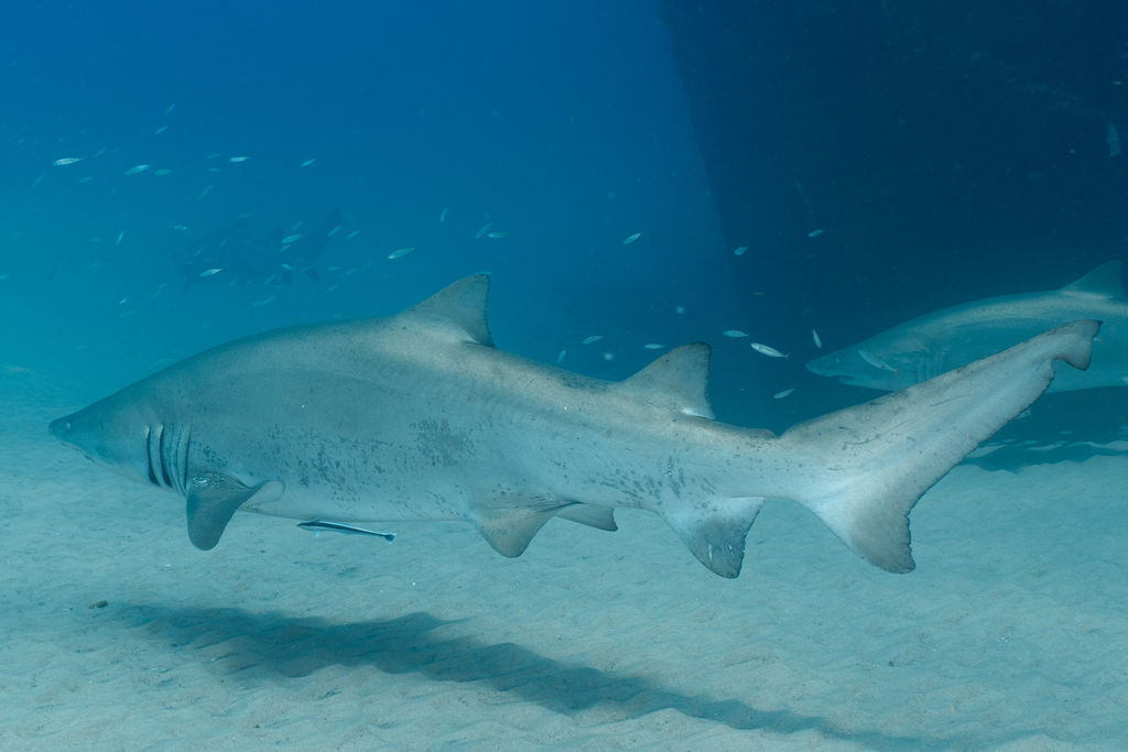 1c4f98c4-aba4-40d7-8fbe-977d0a0357c5