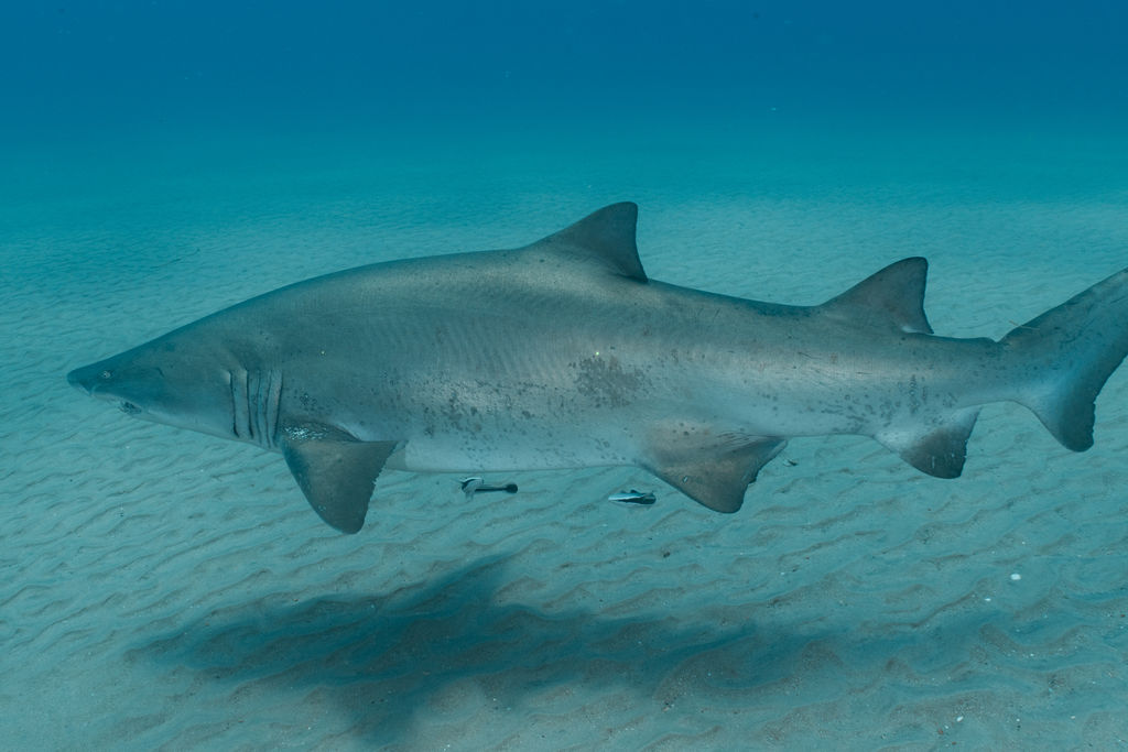 1c4f98c4-aba4-40d7-8fbe-977d0a0357c5