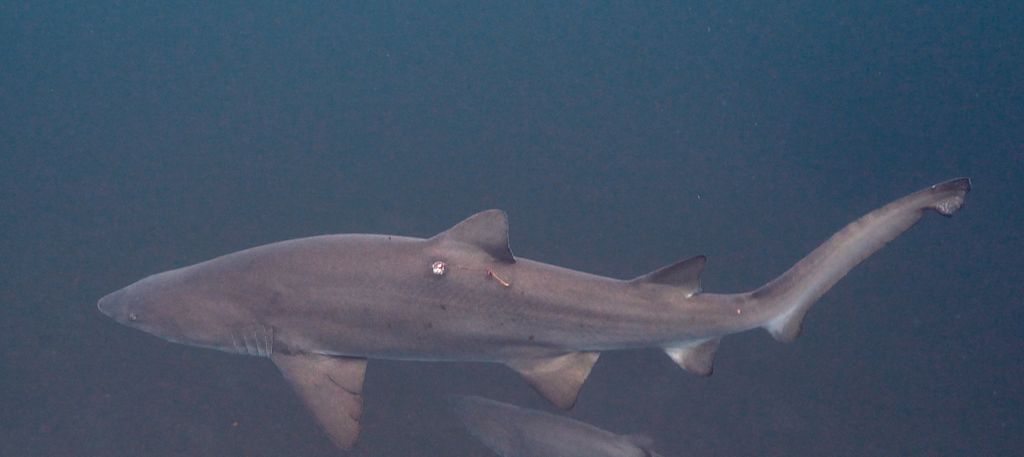 0a32c9e2-6fc4-4915-8613-4bcd22ca062f