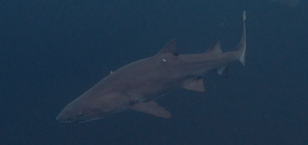 0a32c9e2-6fc4-4915-8613-4bcd22ca062f