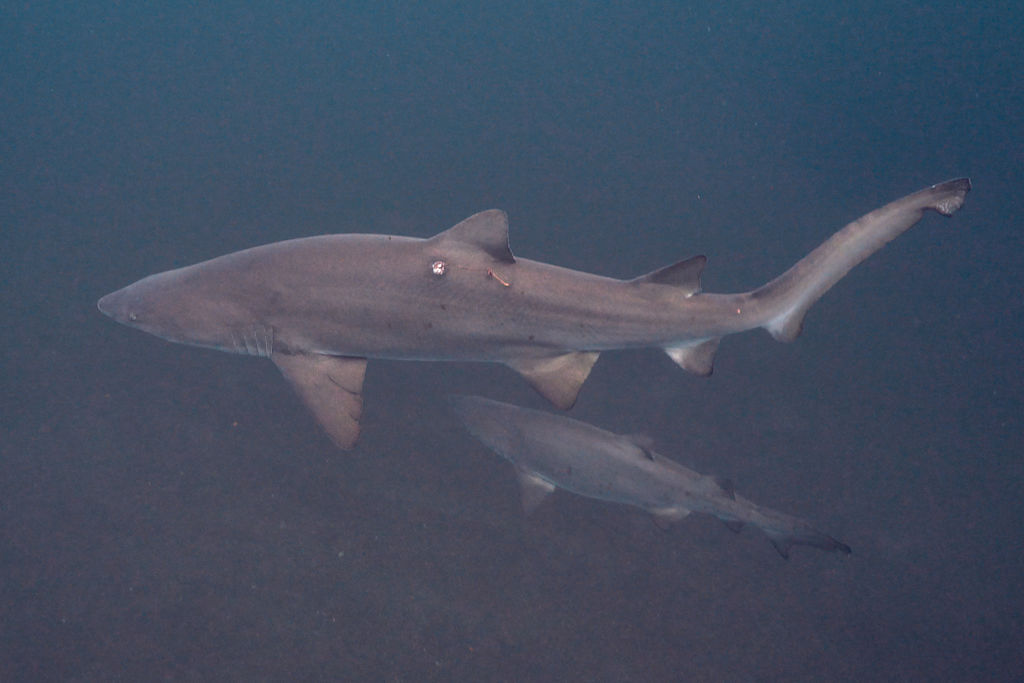 0a32c9e2-6fc4-4915-8613-4bcd22ca062f