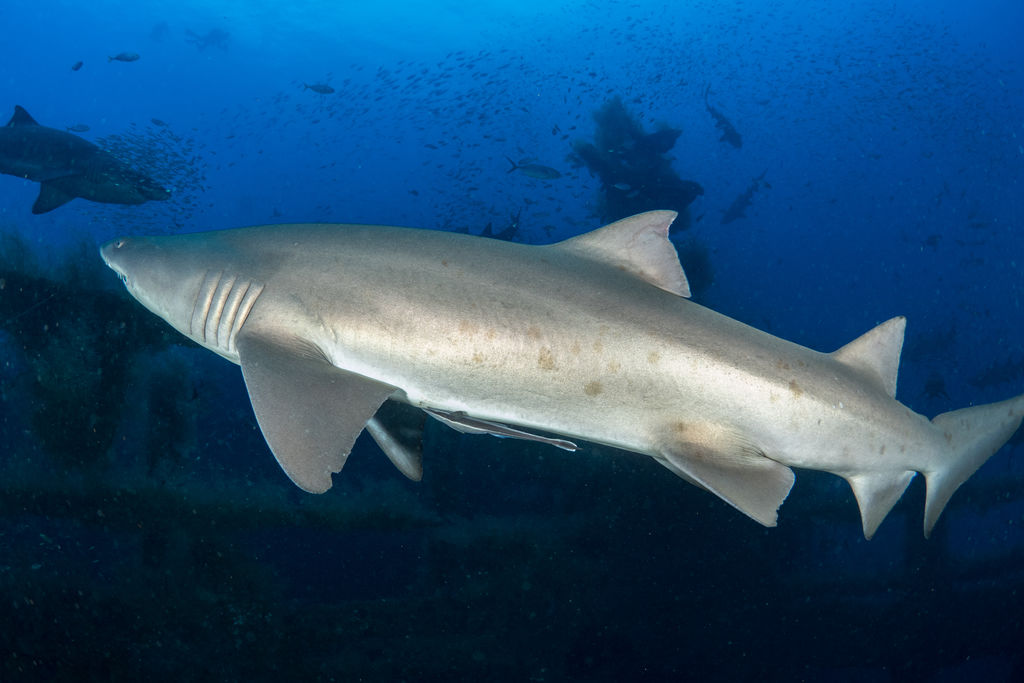 cdb241e8-9973-45af-9f12-e37cbdd71253