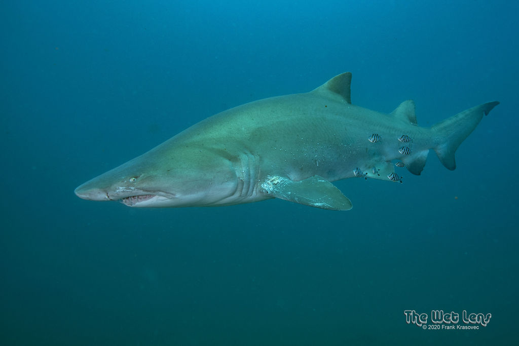 bc09b034-3f9e-4ff7-9f84-5aec6b63064c