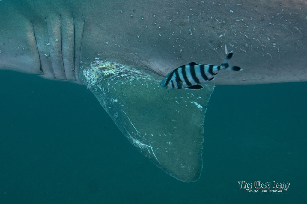 bc09b034-3f9e-4ff7-9f84-5aec6b63064c